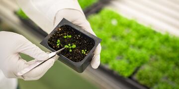 Se dio a conocer, que utilizar Zinc, ayuda a las plantas a tener un mayor rinde.