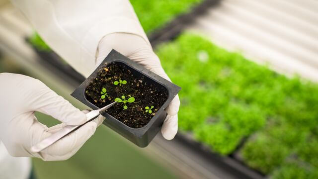 Se dio a conocer, que utilizar Zinc, ayuda a las plantas a tener un mayor rinde.