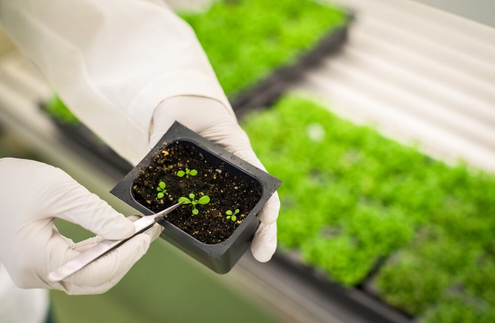 El rol del Zinc en el crecimiento de las plantas