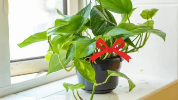 Por qué atar una cinta en el tallo de las plantas