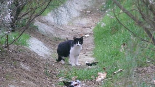 Las personas comerían gatos para subsistir. (Foto: Ilustrativa)