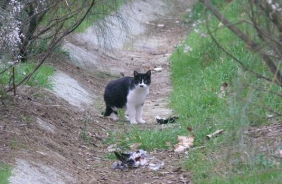 Horror en Córdoba: denuncian que un grupo de personas come gatos domésticos
