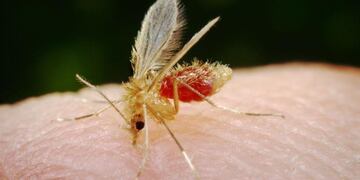 Las lesiones pueden volverse mutilantes si no se recibe el tratamiento adecuado.