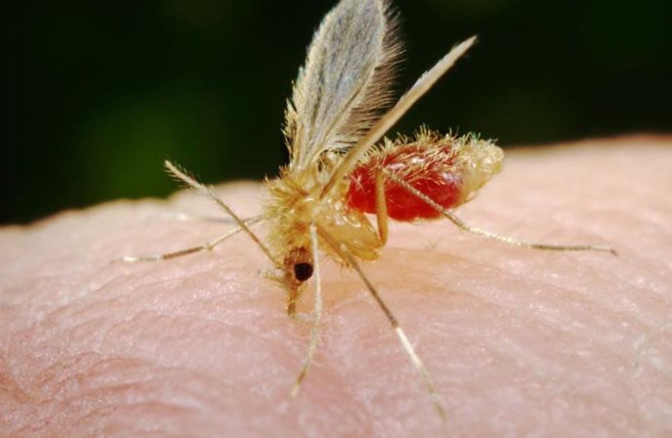 Un barrio del norte de Salta es foco de contagios de Leishmaniasis