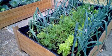 Huerta urbana en Rafaela