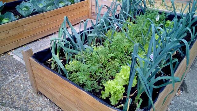 Huerta urbana en Rafaela