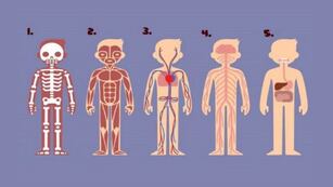 Test Psicológico: elige cuál de estas partes del cuerpo es la más importante y descubrí qué cambio tenés que hacer en tu vida.