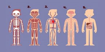 Test Psicológico: elige cuál de estas partes del cuerpo es la más importante y descubrí qué cambio tenés que hacer en tu vida.