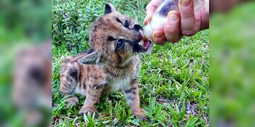 cachorro de puma rescatado