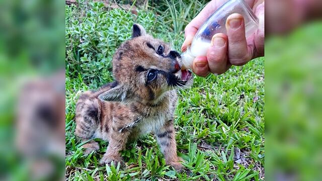 cachorro de puma rescatado