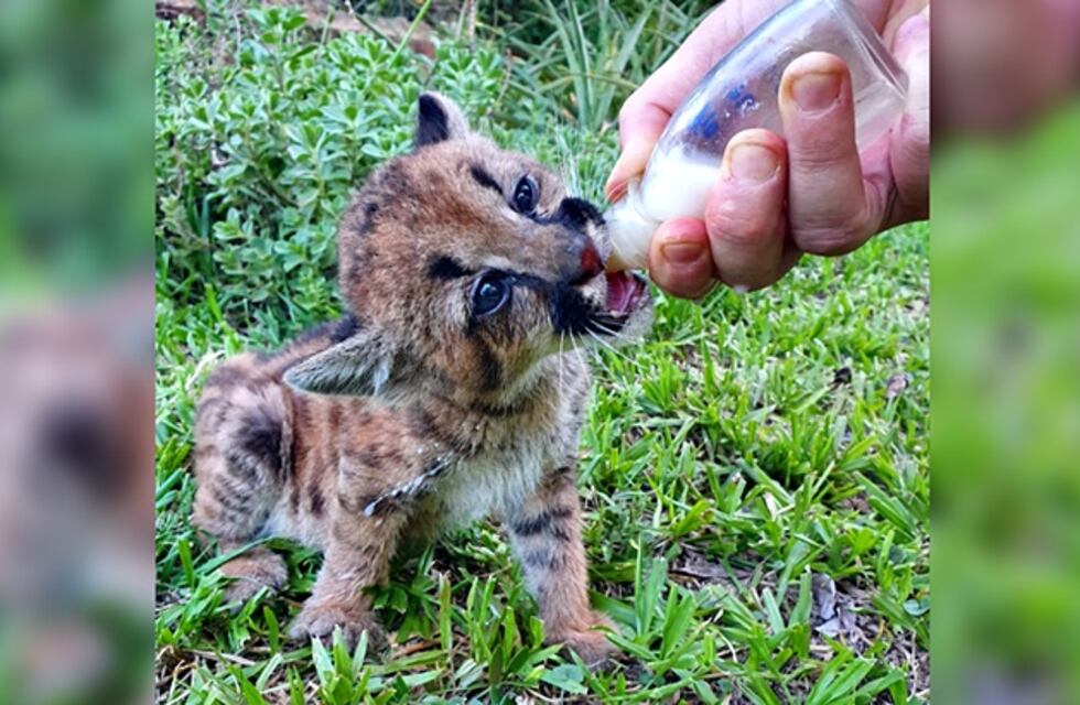 El cachorro de puma rescatado de los incendios en Misiones se recupera favorablemente
