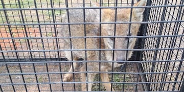 Rescataron a un zorro herido en Garupá.