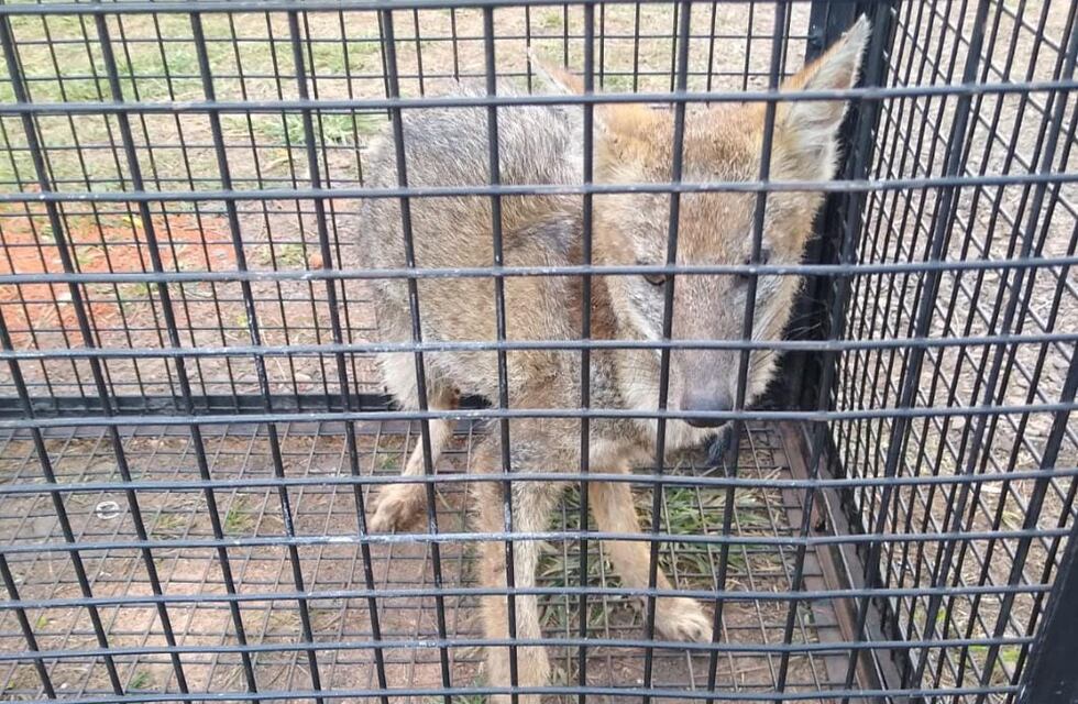 Rescataron a un zorro herido en Garupá