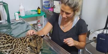 Veterinarios de la Estación de Fauna Autóctona y profesionales de la Universidad Católica de Salta tratan al ocelote herido.