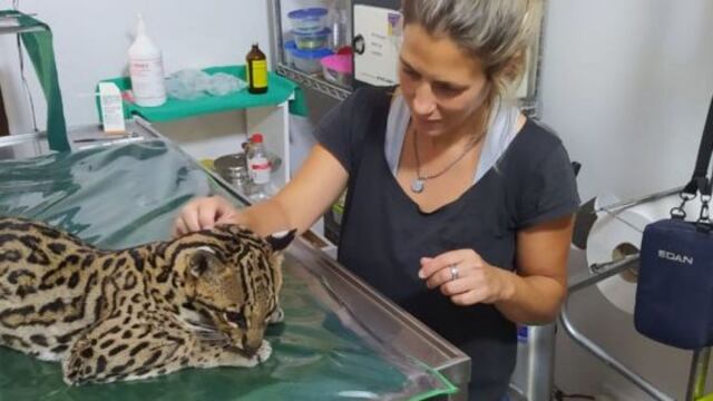 Veterinarios de la Estación de Fauna Autóctona y profesionales de la Universidad Católica de Salta tratan al ocelote herido.