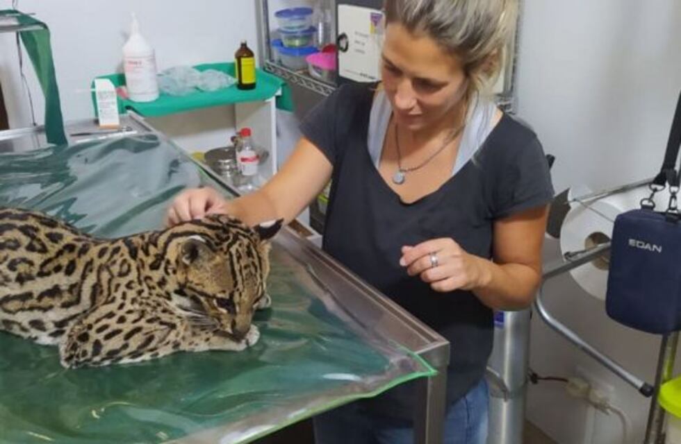Evoluciona favorablemente el ocelote rescatado en el norte de Salta