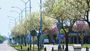 Día del árbol en Rafaela