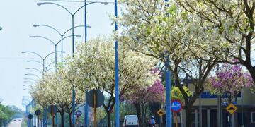 Día del árbol en Rafaela