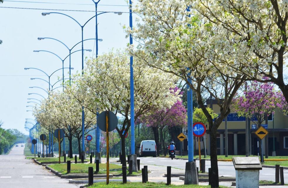 Se presentará el Plan de Arbolado Urbano para Rafaela