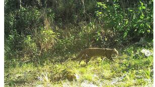 Relevamiento de mamíferos en la Reserva Natural Cultural Río Yuspe Cosquín y la Reserva Hídrica Natural Los Gigantes