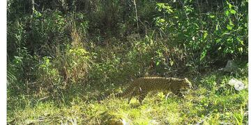 Relevamiento de mamíferos en la Reserva Natural Cultural Río Yuspe Cosquín y la Reserva Hídrica Natural Los Gigantes
