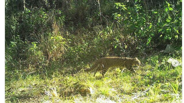 Relevamiento de mamíferos en la Reserva Natural Cultural Río Yuspe Cosquín y la Reserva Hídrica Natural Los Gigantes
