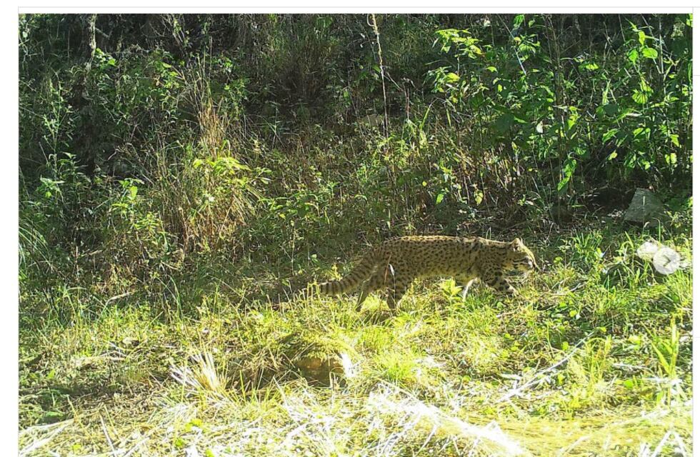 Identificaron siete especies de mamíferos en Punilla