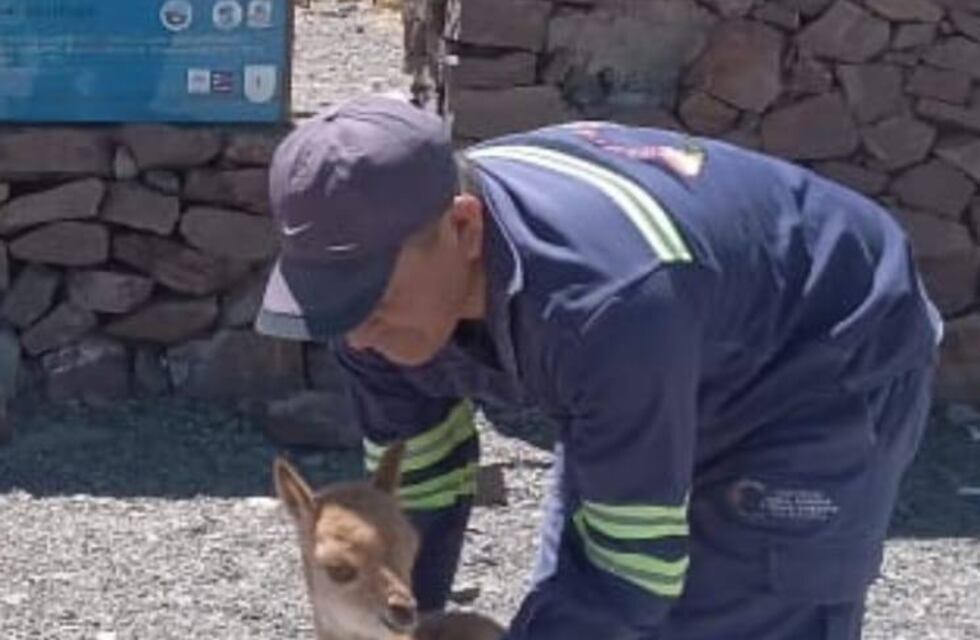 Encuentran una cria de vicuña en las Grutas en el Paso San Francisco