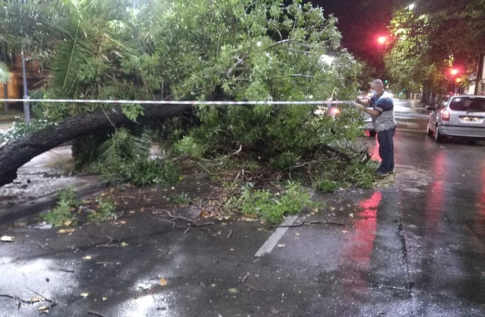Balance de la tormenta: 60 arboles caídos y voladura de techos