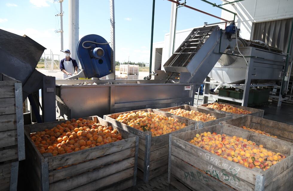 La pulpera de San Rafael procesó un millón de kilos de duraznos esta temporada