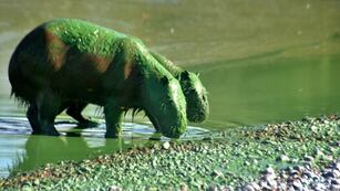 Qué son las cianobacterias que tiñeron el río Uruguay y a los carpinchos de verde.