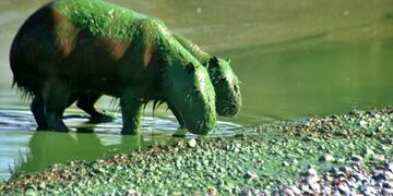 Qué son las cianobacterias que tiñeron el río Uruguay y a los carpinchos de verde.