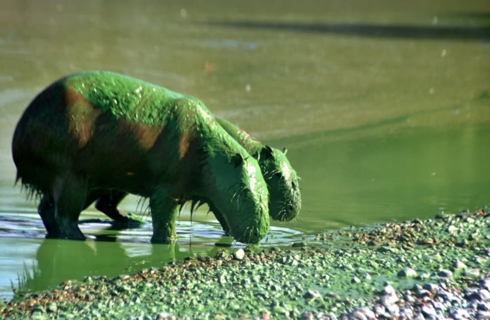 Qué son las cianobacterias que tiñeron el río Uruguay y a los carpinchos de verde y generan preocupación