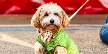 Así es Luna, la perra desaparecida en la ciudad de Córdoba.