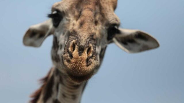 Una jirafa atacó a una guía turística y mató a su bebé de 16 meses. Foto: AP/Mosa'ab Elshamy/Archivo.
