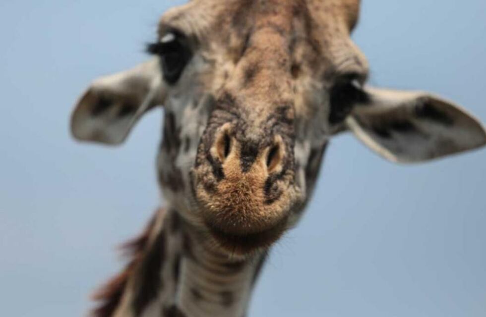 Tragedia en Sudáfrica: una mujer fue atacada por una jirafa, que terminó matando a su bebé