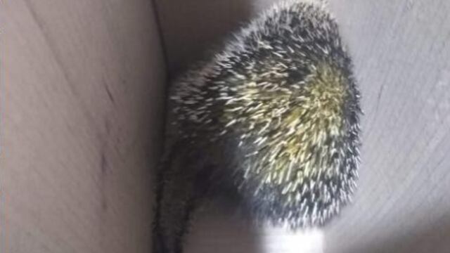 El pequeño animal fue liberado nuevamente en su hábitat tras corroborarse su buen estado de salud.