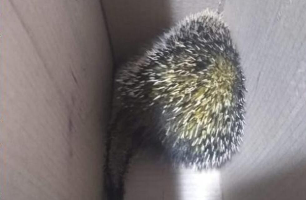 Rescataron un Puercoespín en Eldorado