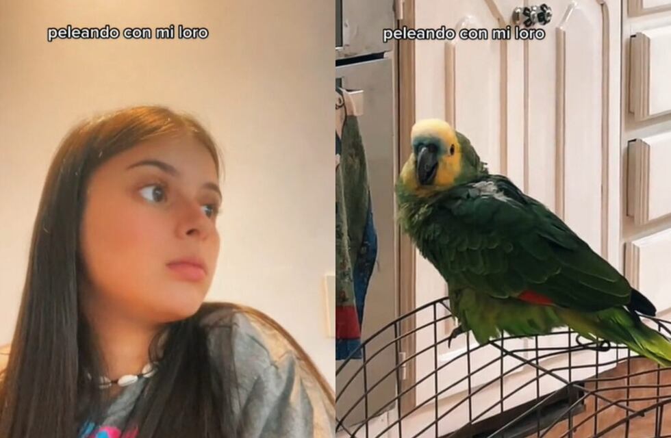 Quería grabar un audio pero su loro no la dejaba: la insólita “discusión” que se volvió viral