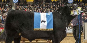 (Gentileza Asociación Argentina de Angus).