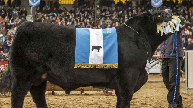 (Gentileza Asociación Argentina de Angus).