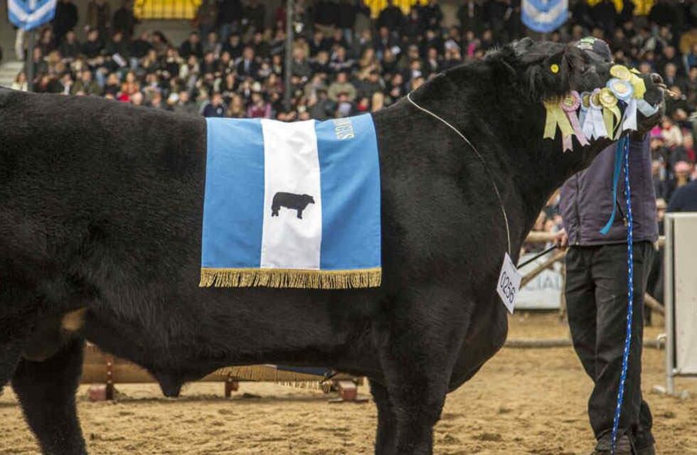 Pedigree y el mejoramiento genético bovino