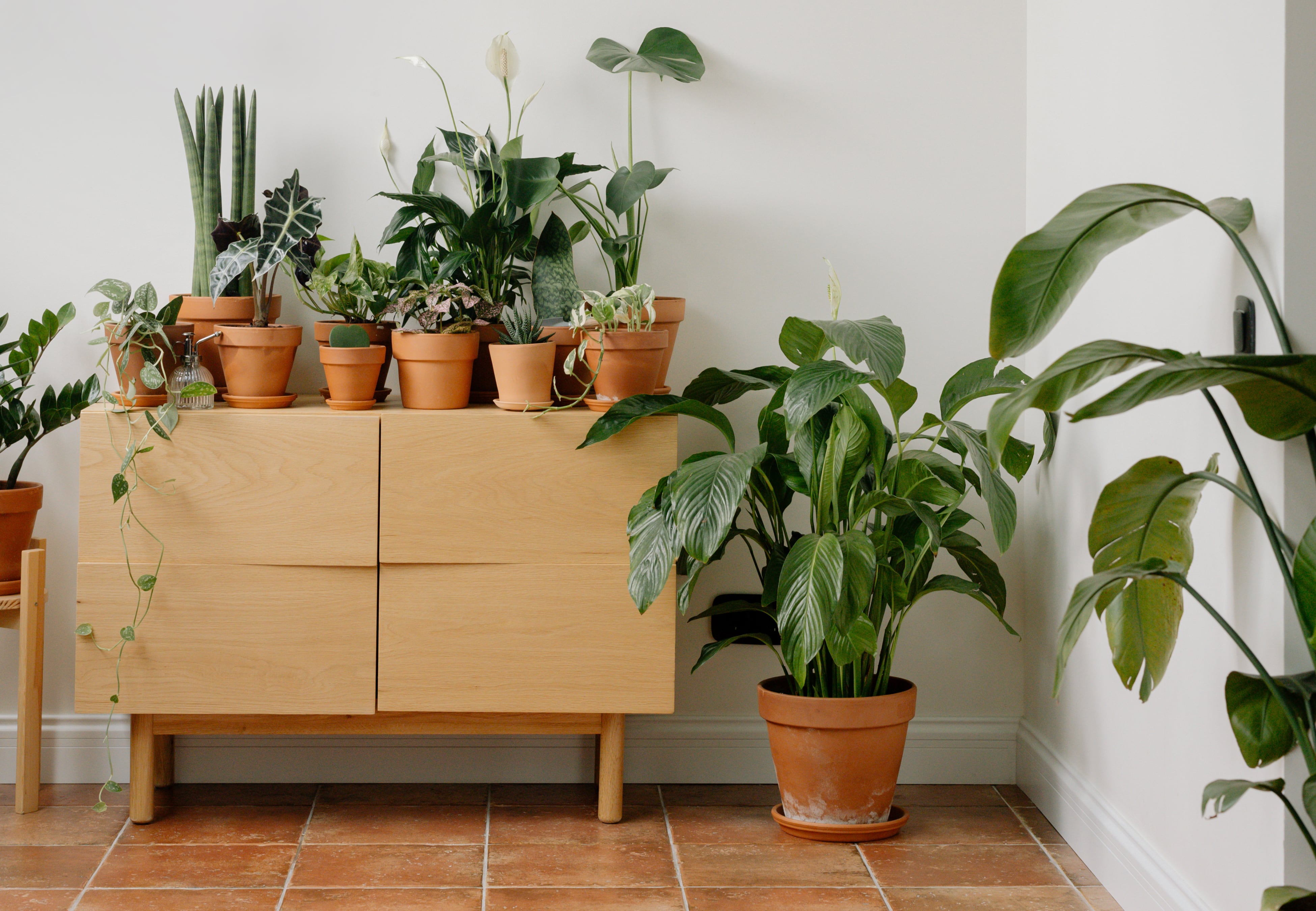 La planta que no hay que tener.