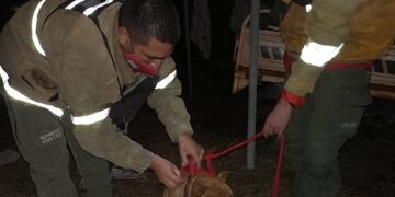Perro rescatado en San Antonio de Arredondo busca a su familia. (Foto: TCL10 SE DISPLAY GREATNESS / Bomberos Icho Cruz).