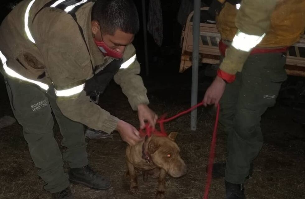 ¡La buena del día! Localizaron a la familia del perro rescatado de un pozo en San Antonio de Arredondo
