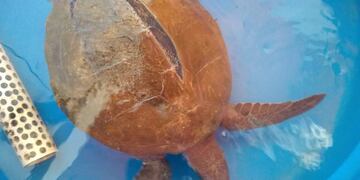 Rescatan Tortugas marinas en Reta