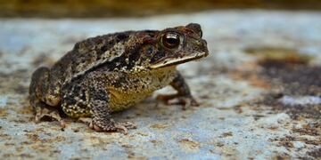 Gran variedad de anfibios encontrados en el Parque del Bicentenario de Salta.