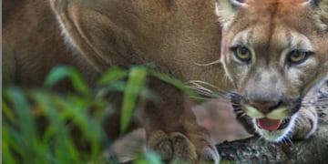 Indignante: un cazador entrerriano mató salvajemente un puma y lo expuso en redes sociales
