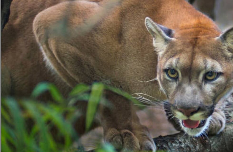 Indignante: un cazador entrerriano mató salvajemente un puma y lo expuso en redes sociales
