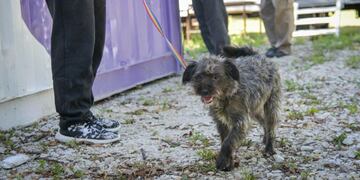 Coordinado desde Sanidad y Control Animal